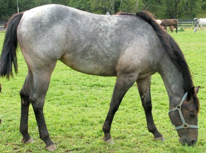 yearling photo2