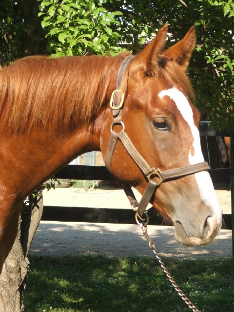 seamus