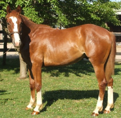 seamus