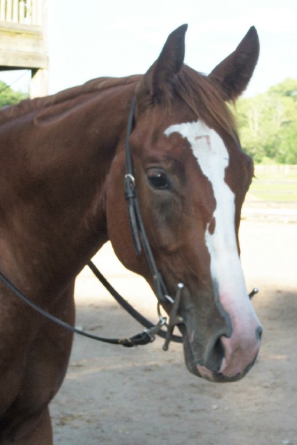 seamus