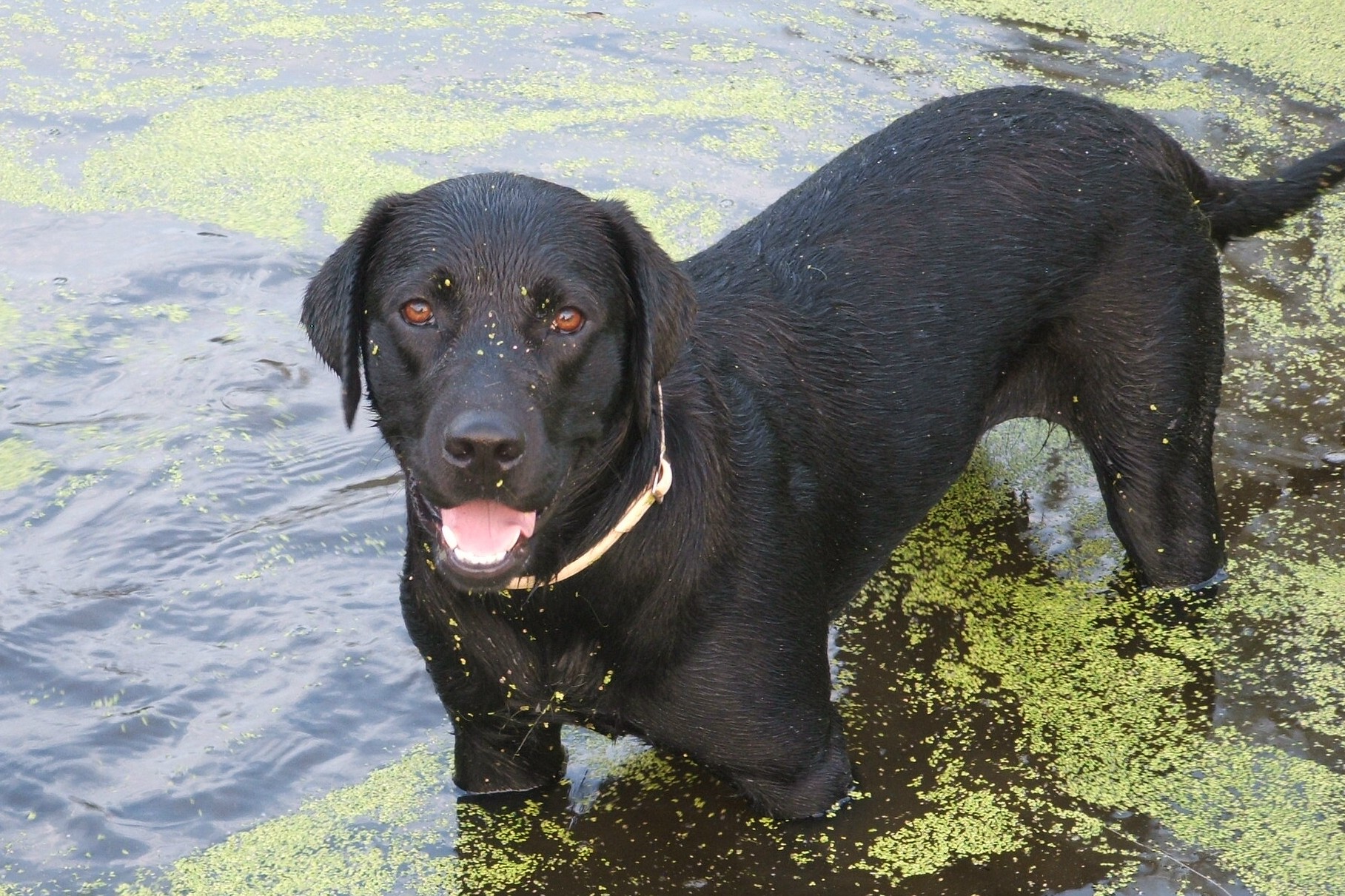 cabela
