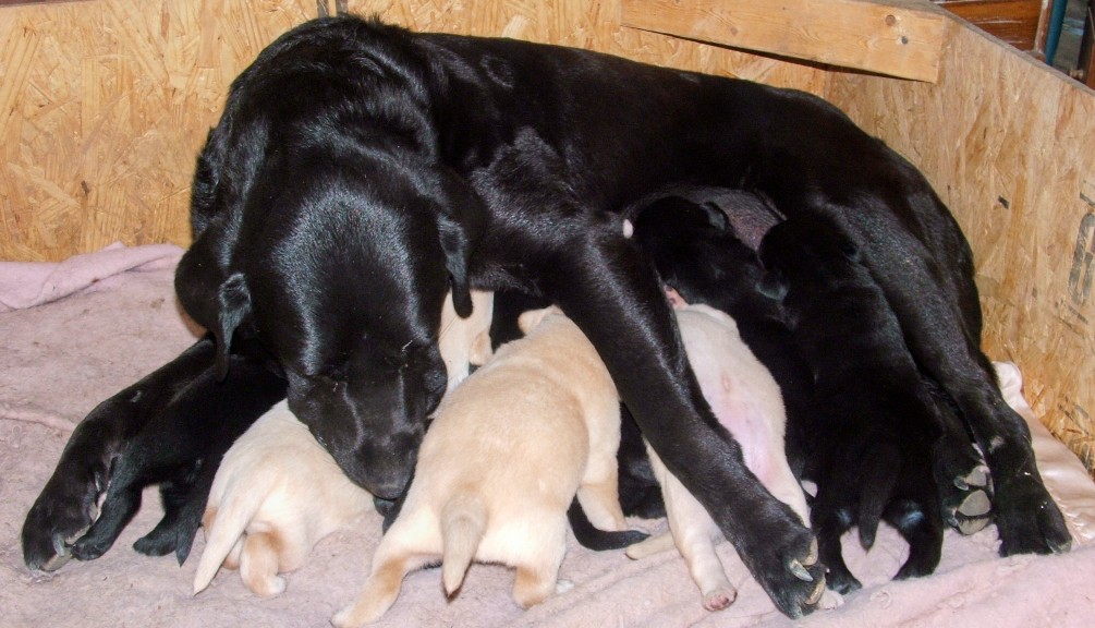 feeding