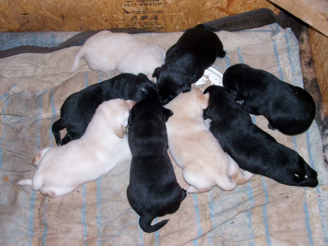 feeding