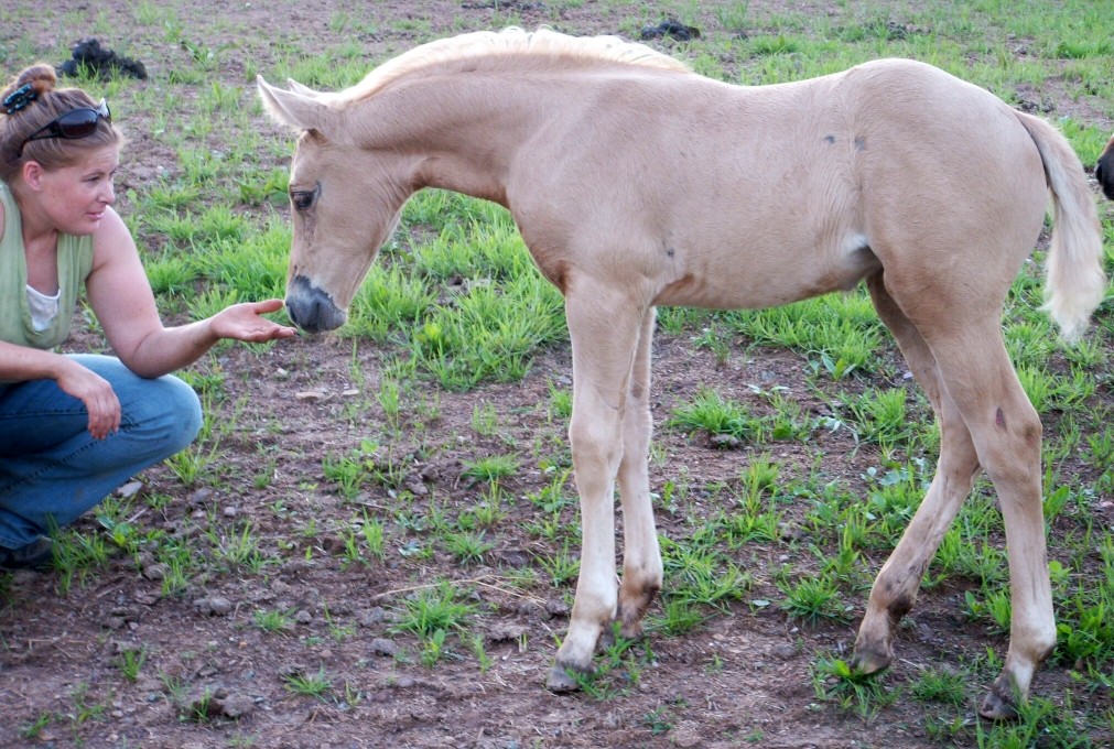 filly