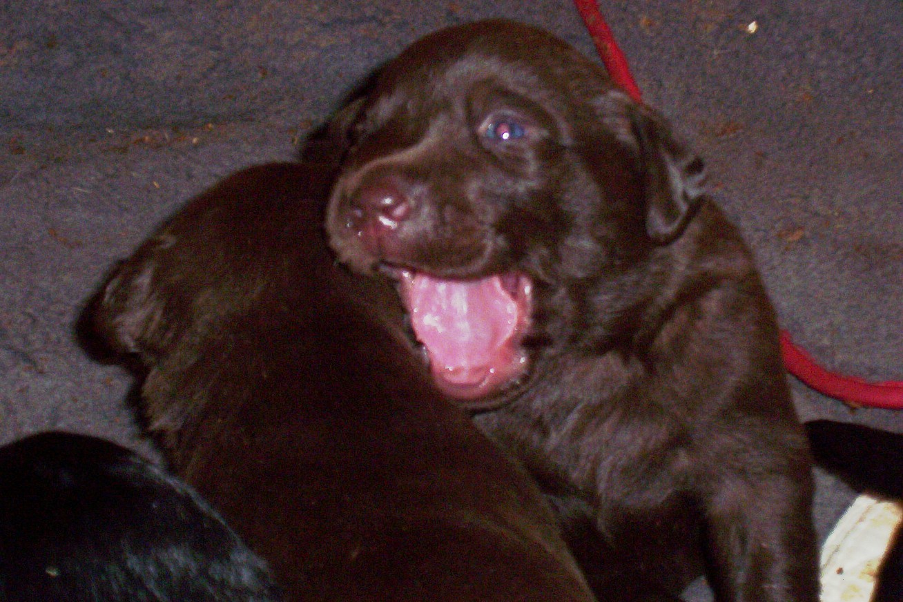 pup