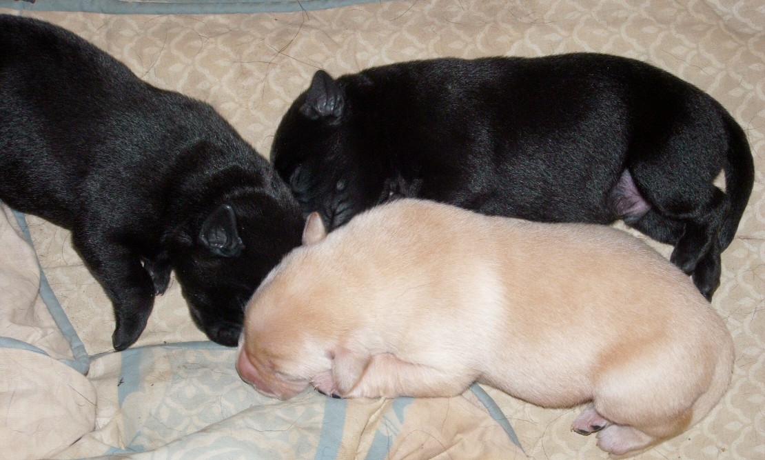 pups
