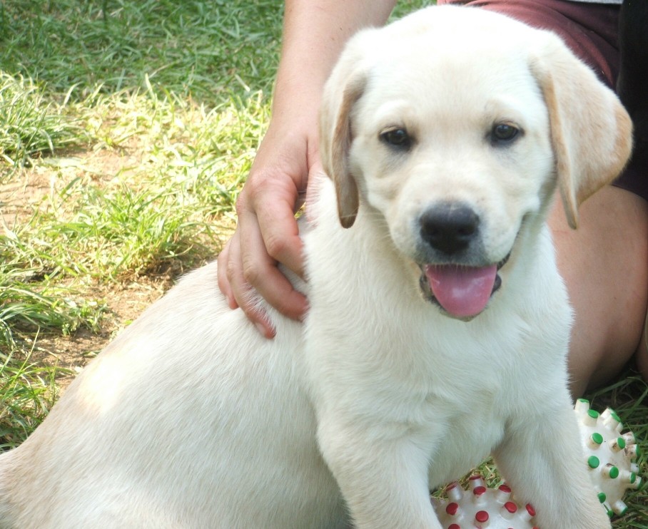 pup