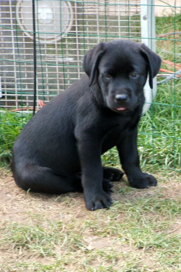 pup