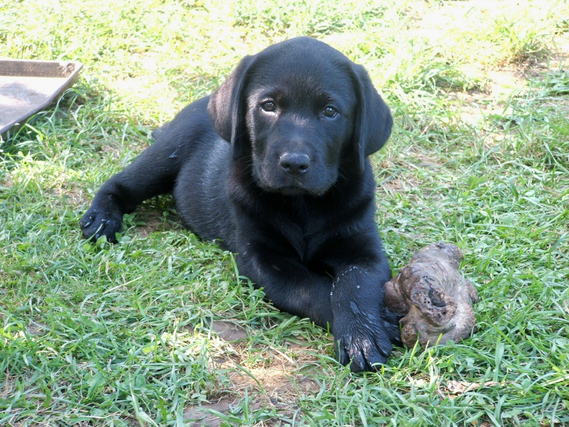 blackmale