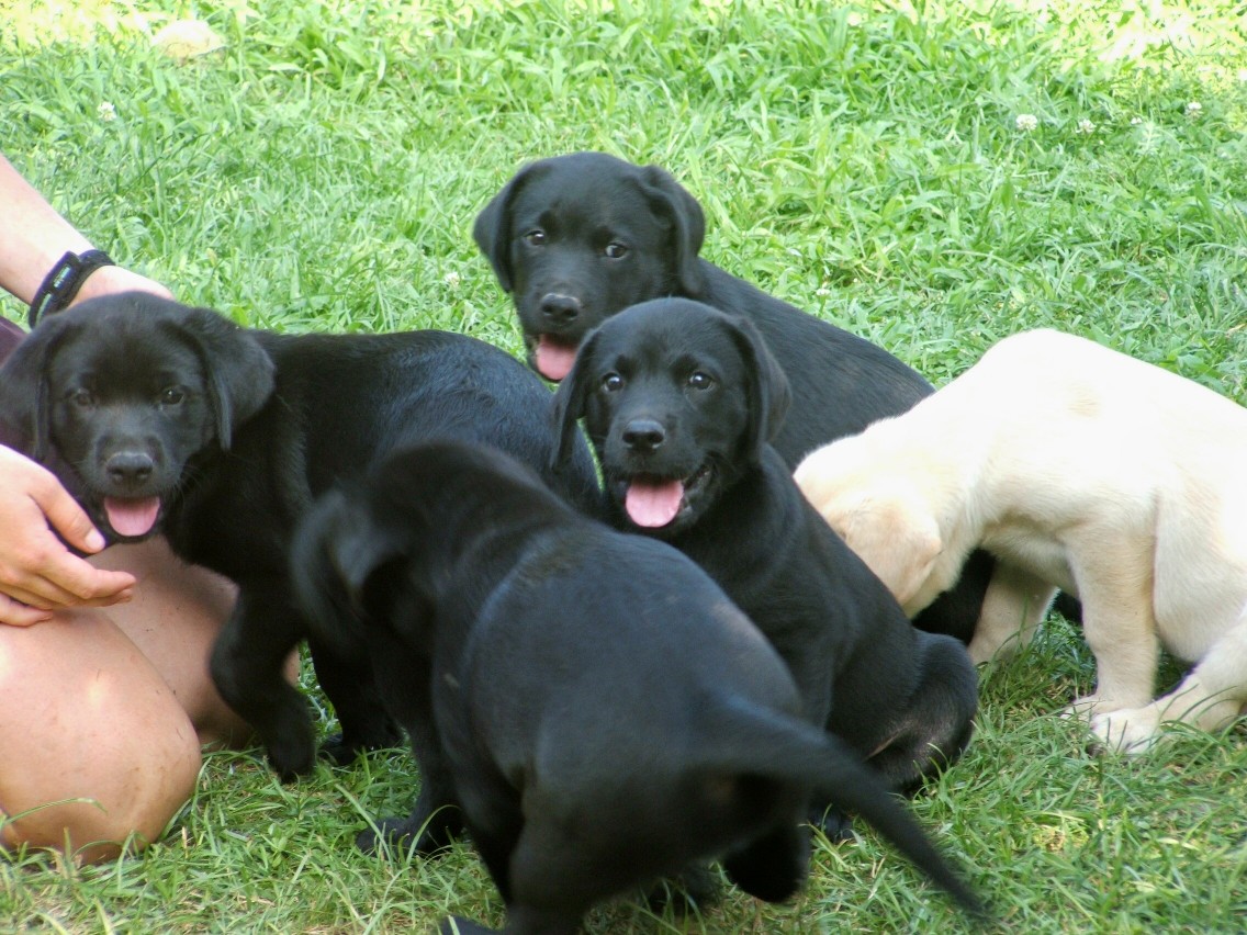 pups