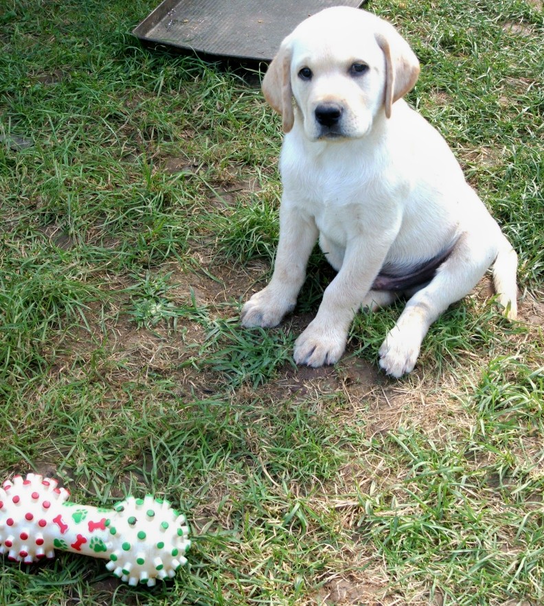 pup