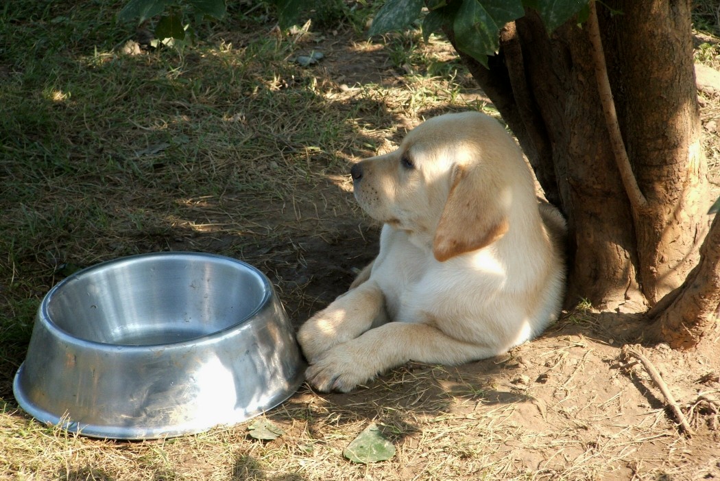 pup