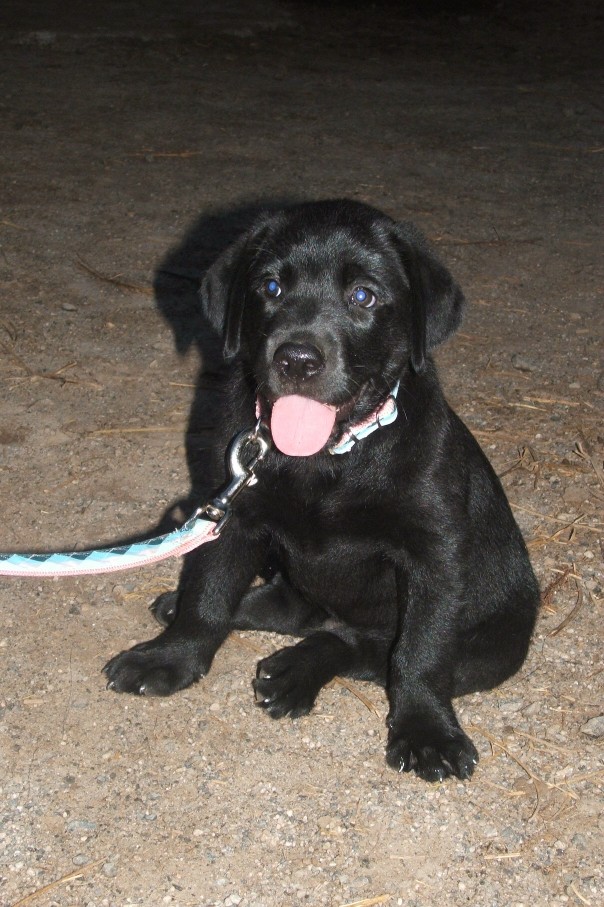 pup