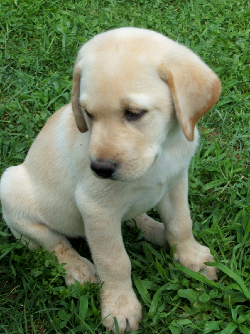 pup