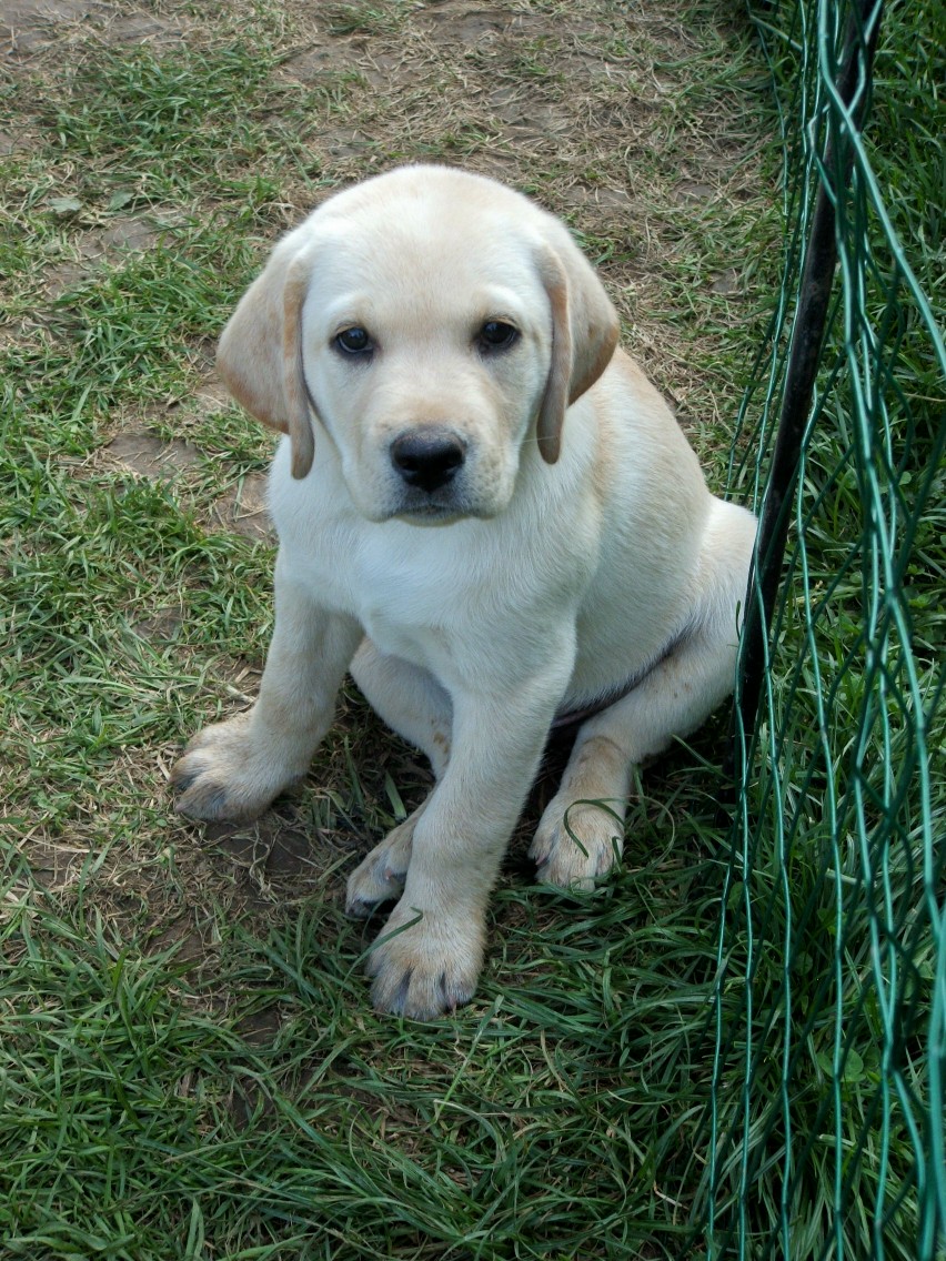 pup
