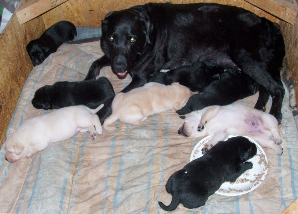 pups