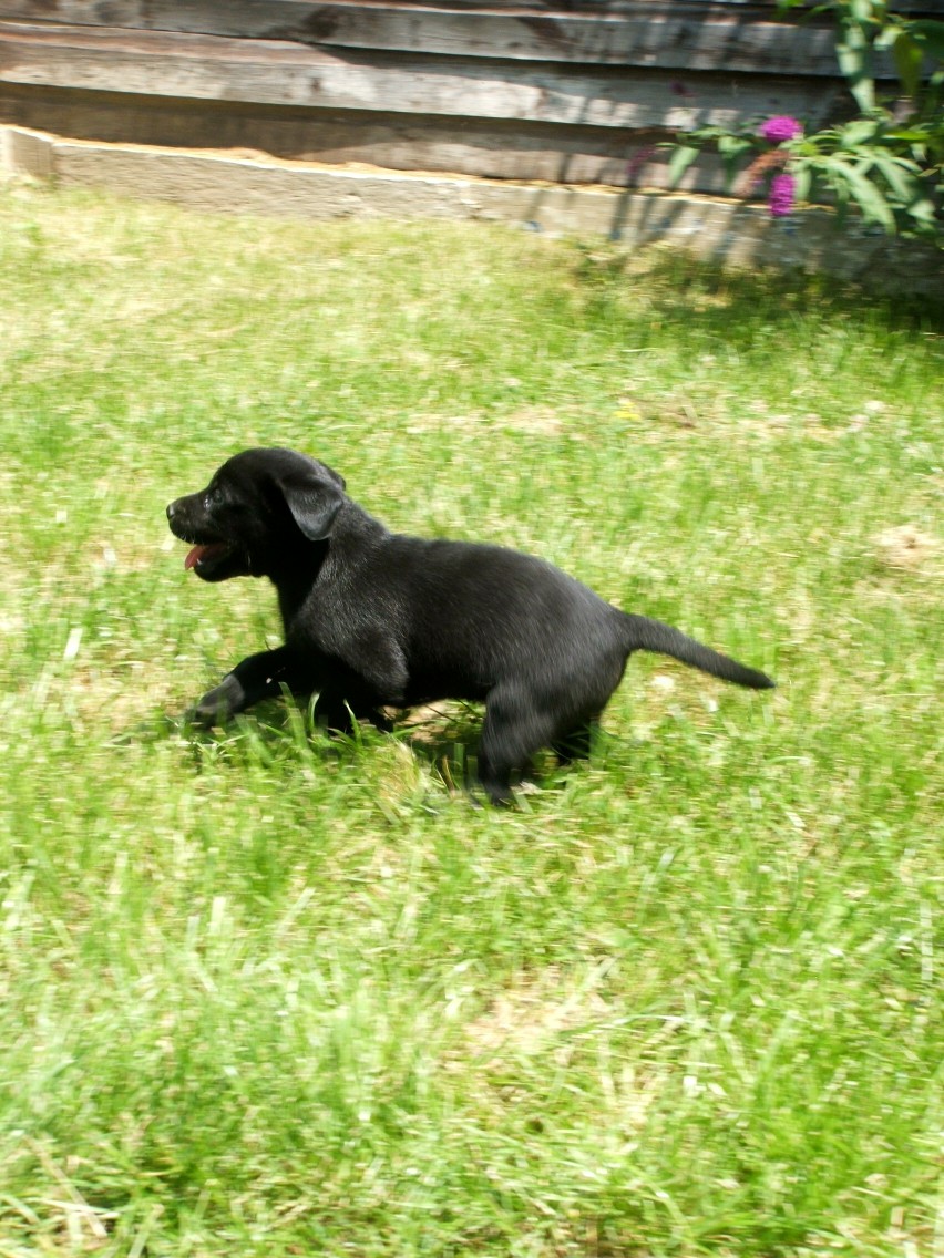 pup