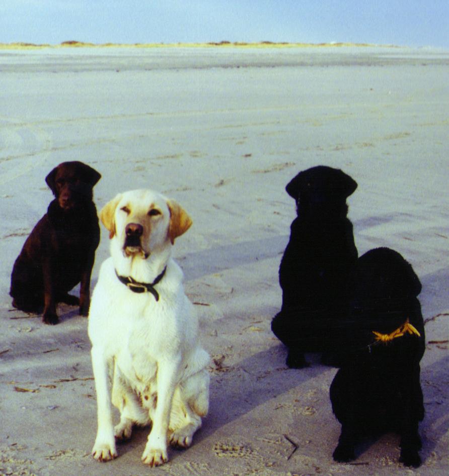 dogs