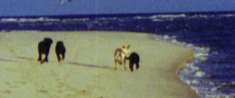 dogs