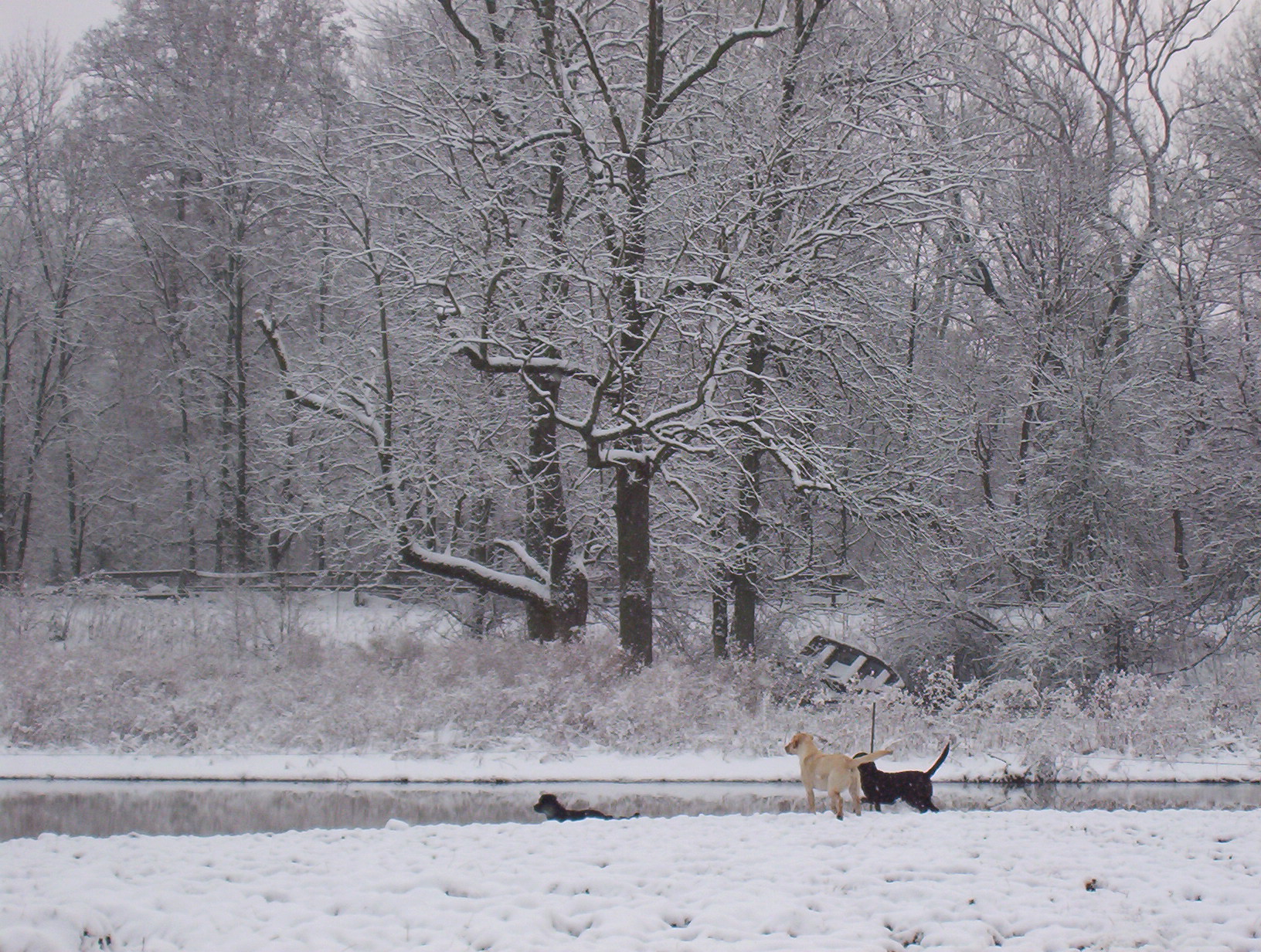 dogs