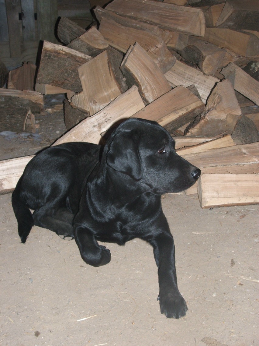 cabela