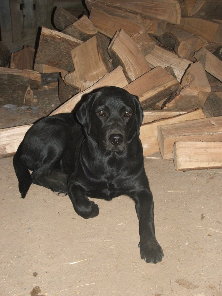 cabela