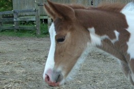 filly