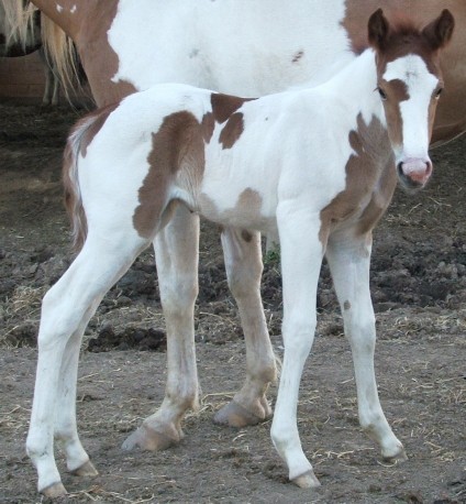 filly