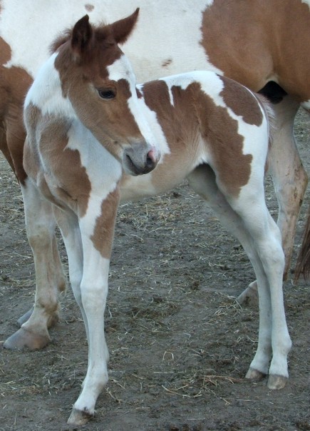 filly