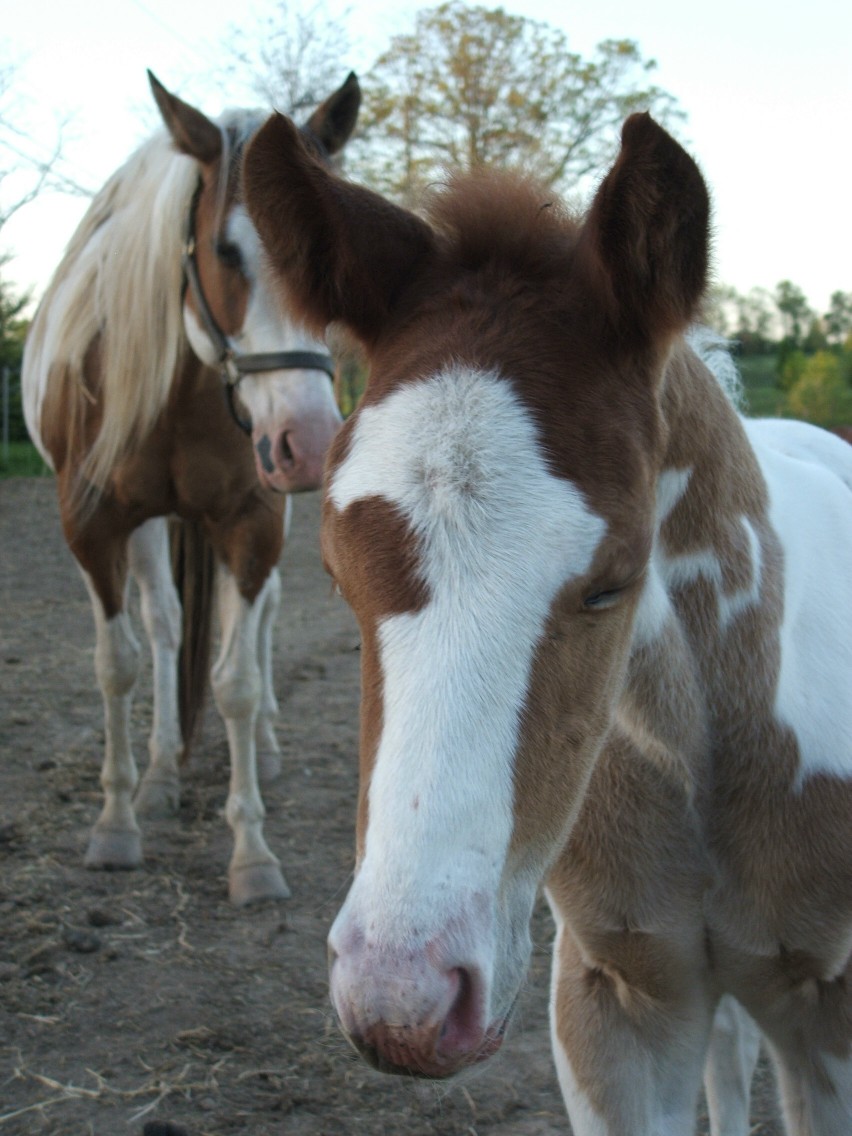 filly