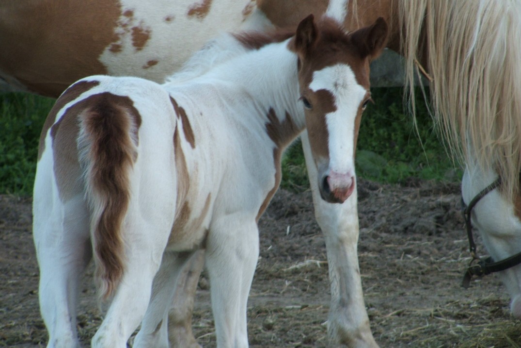 filly