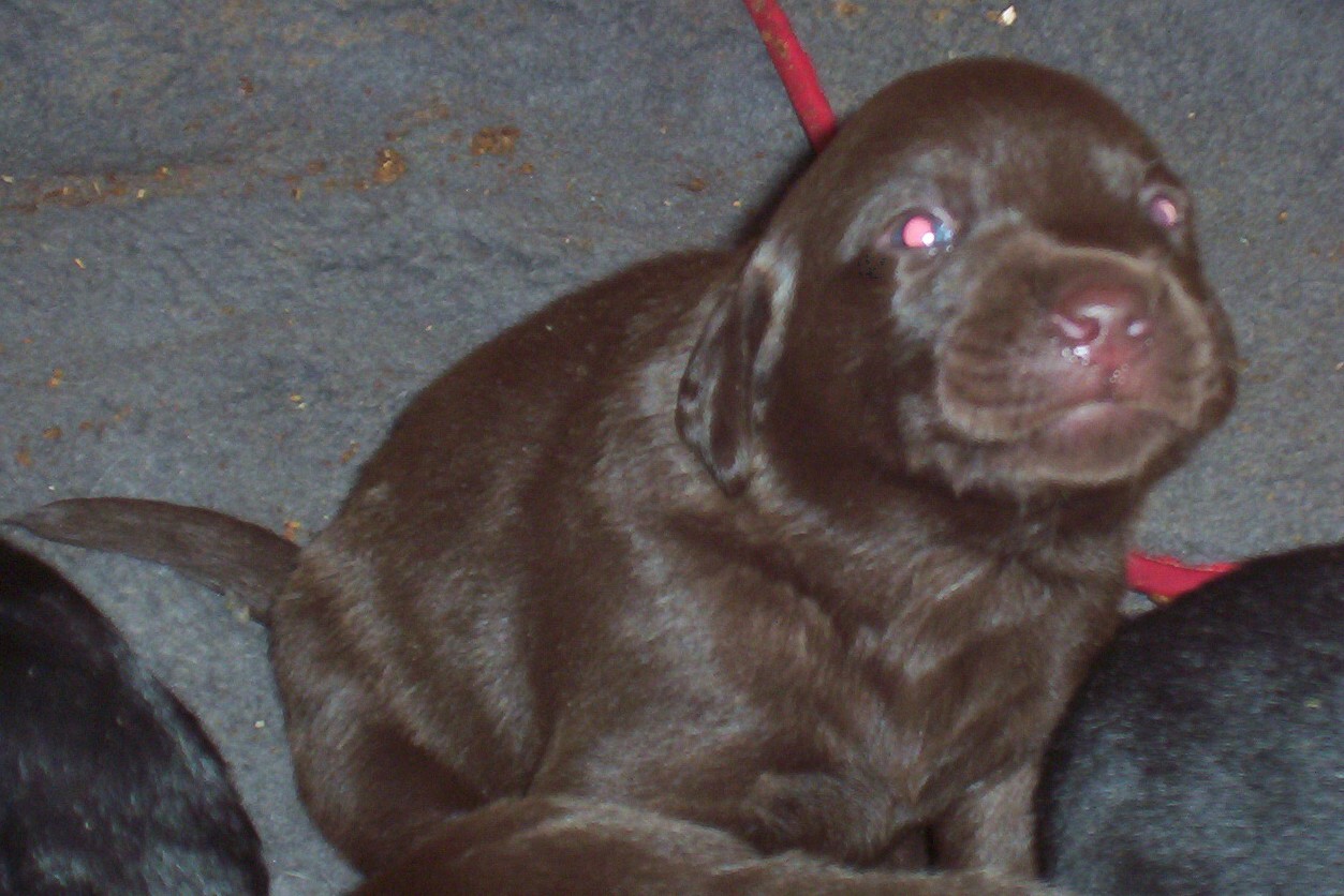 pup