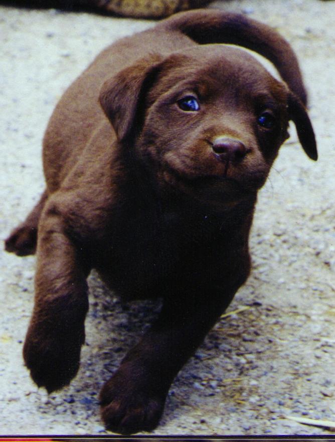 pup