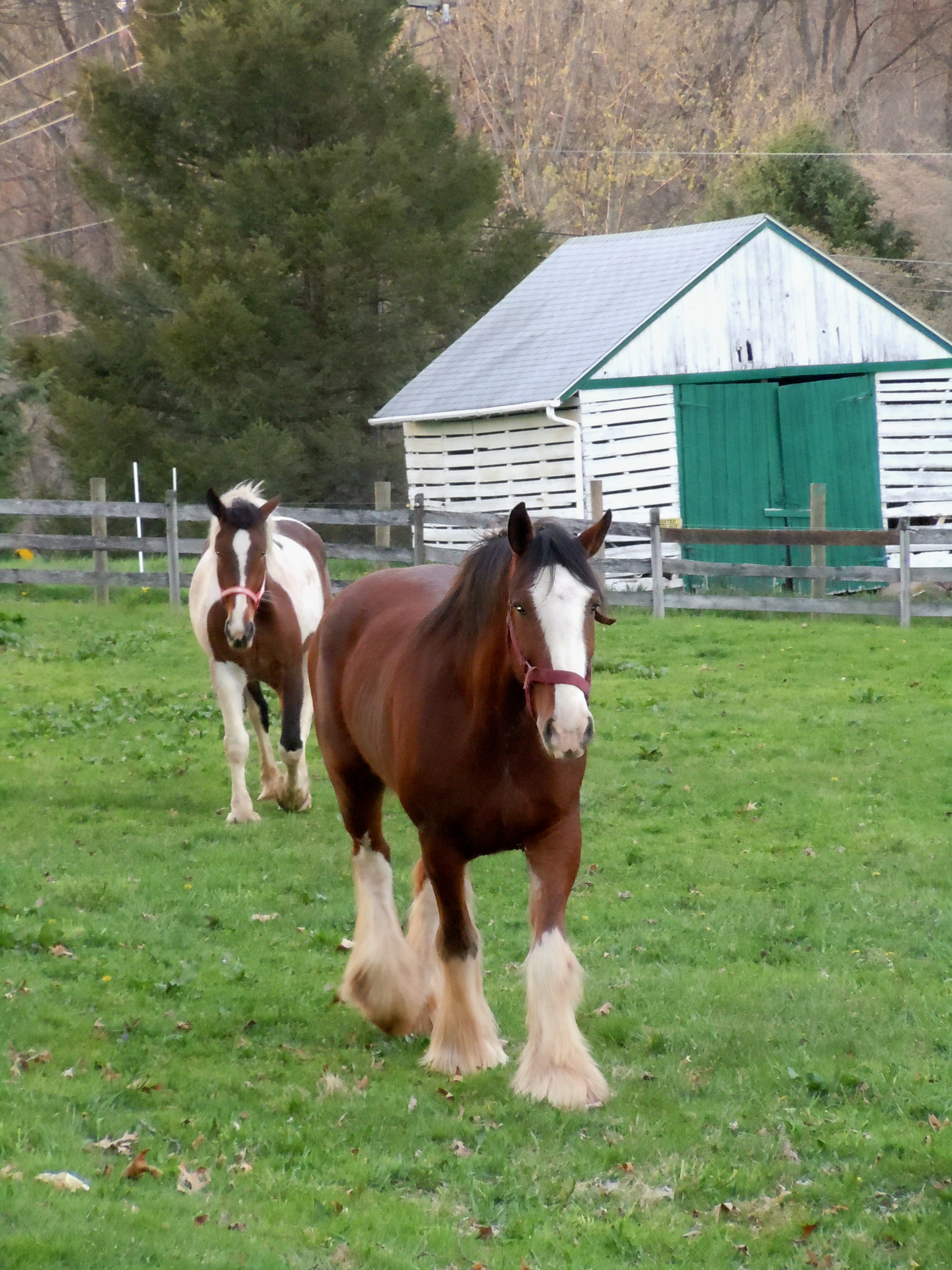 Quarter Horses and Paints for Sale