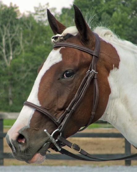head