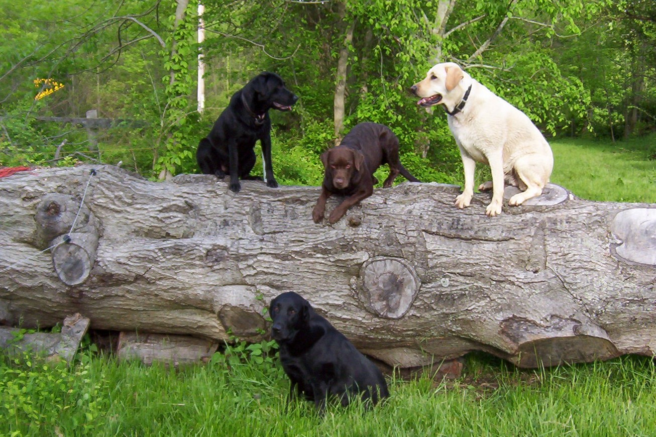 dogs