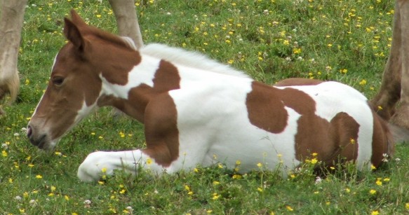 baby photo