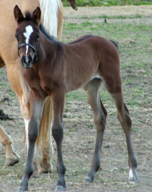 filly