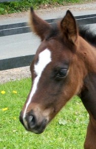 filly