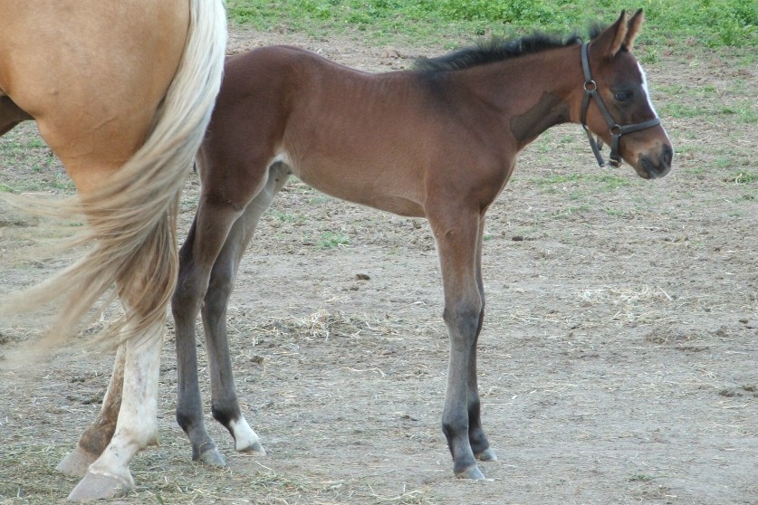 filly