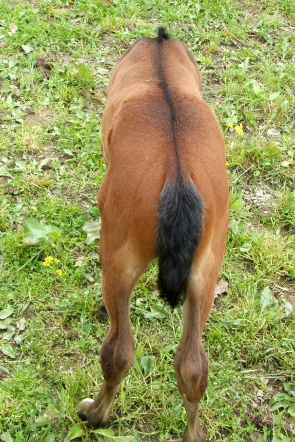 filly