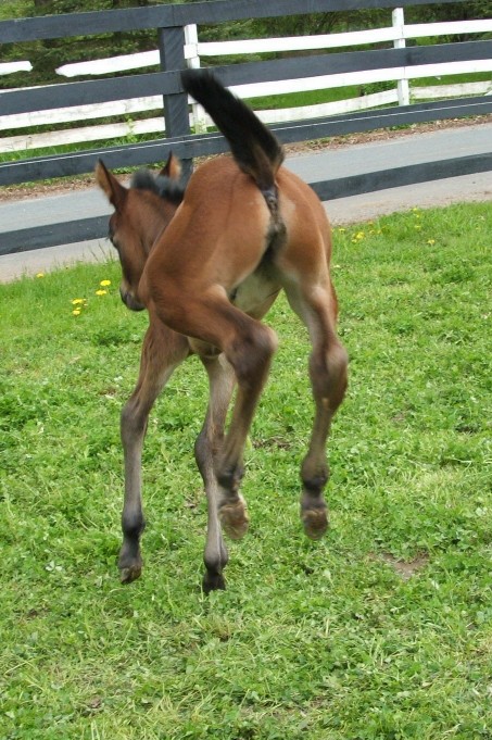 filly