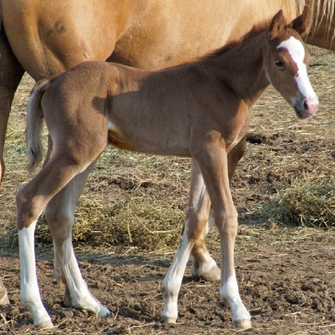 colt