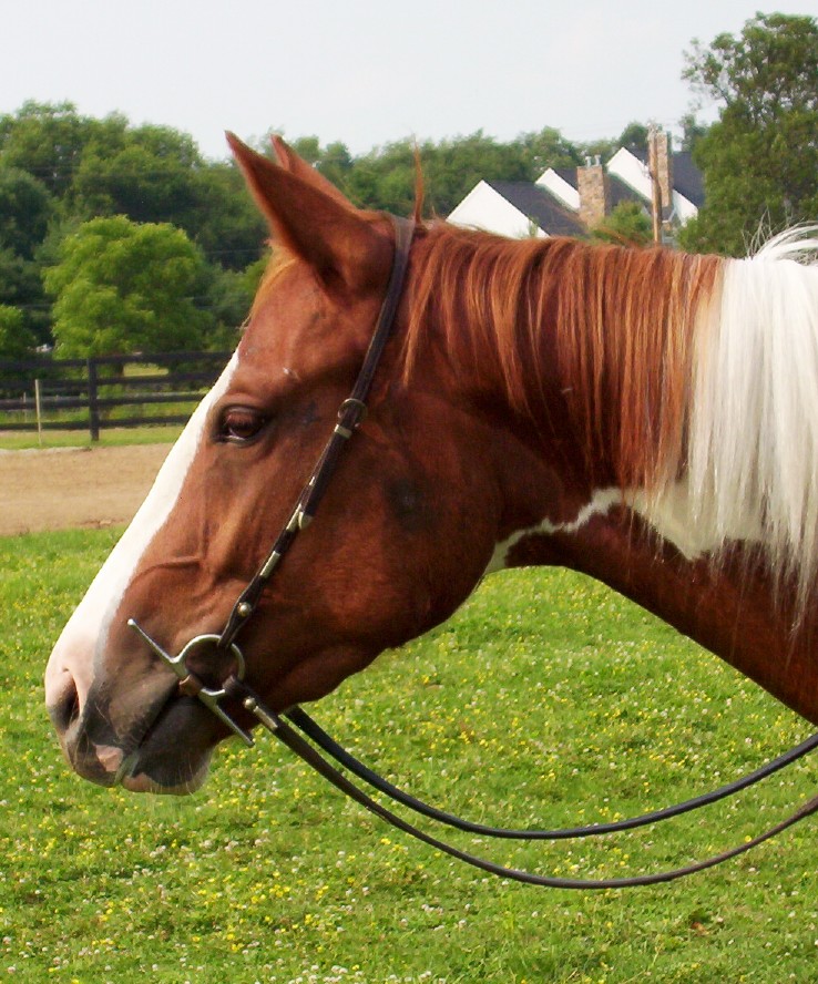 maverick