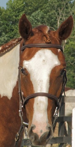 head