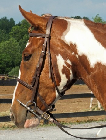 head