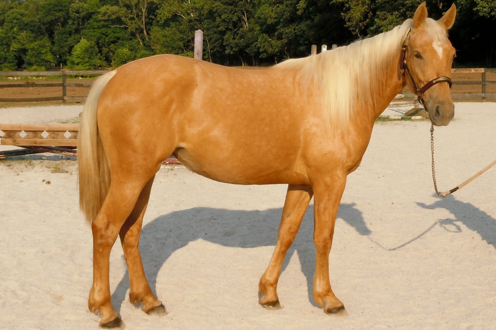 Quarter Horses for sale in Pennsylvania