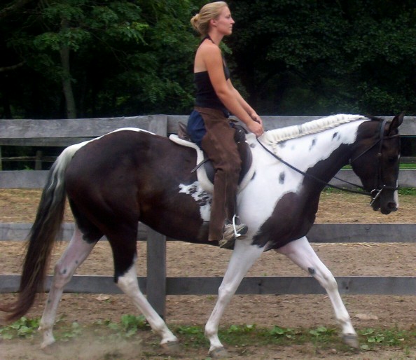 savannah