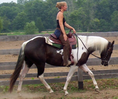 savannah