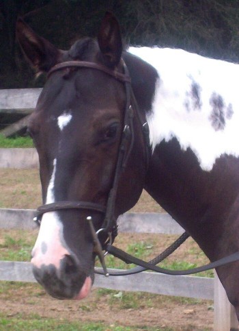 savannah